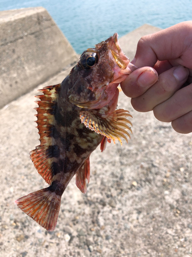 カサゴの釣果