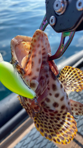 イシミーバイの釣果