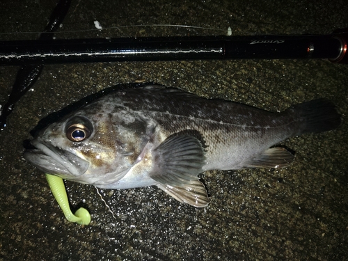 クロソイの釣果