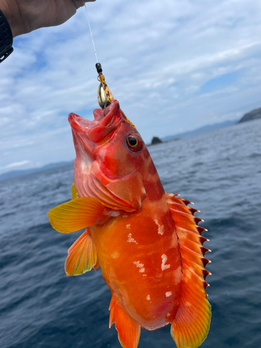 アカハタの釣果