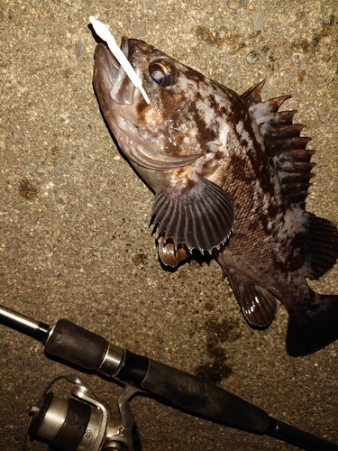 クロソイの釣果