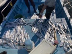 タチウオの釣果