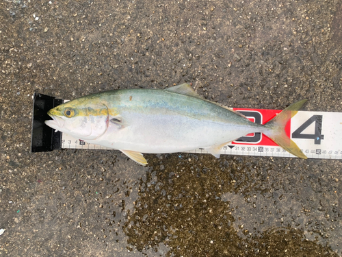 ハマチの釣果