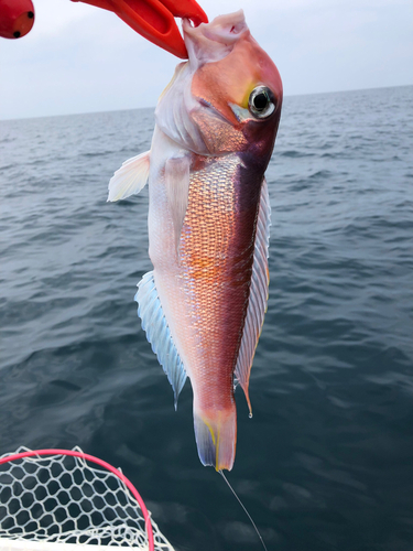 アマダイの釣果