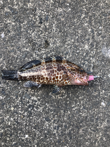 オオモンハタの釣果