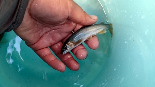 アユの釣果