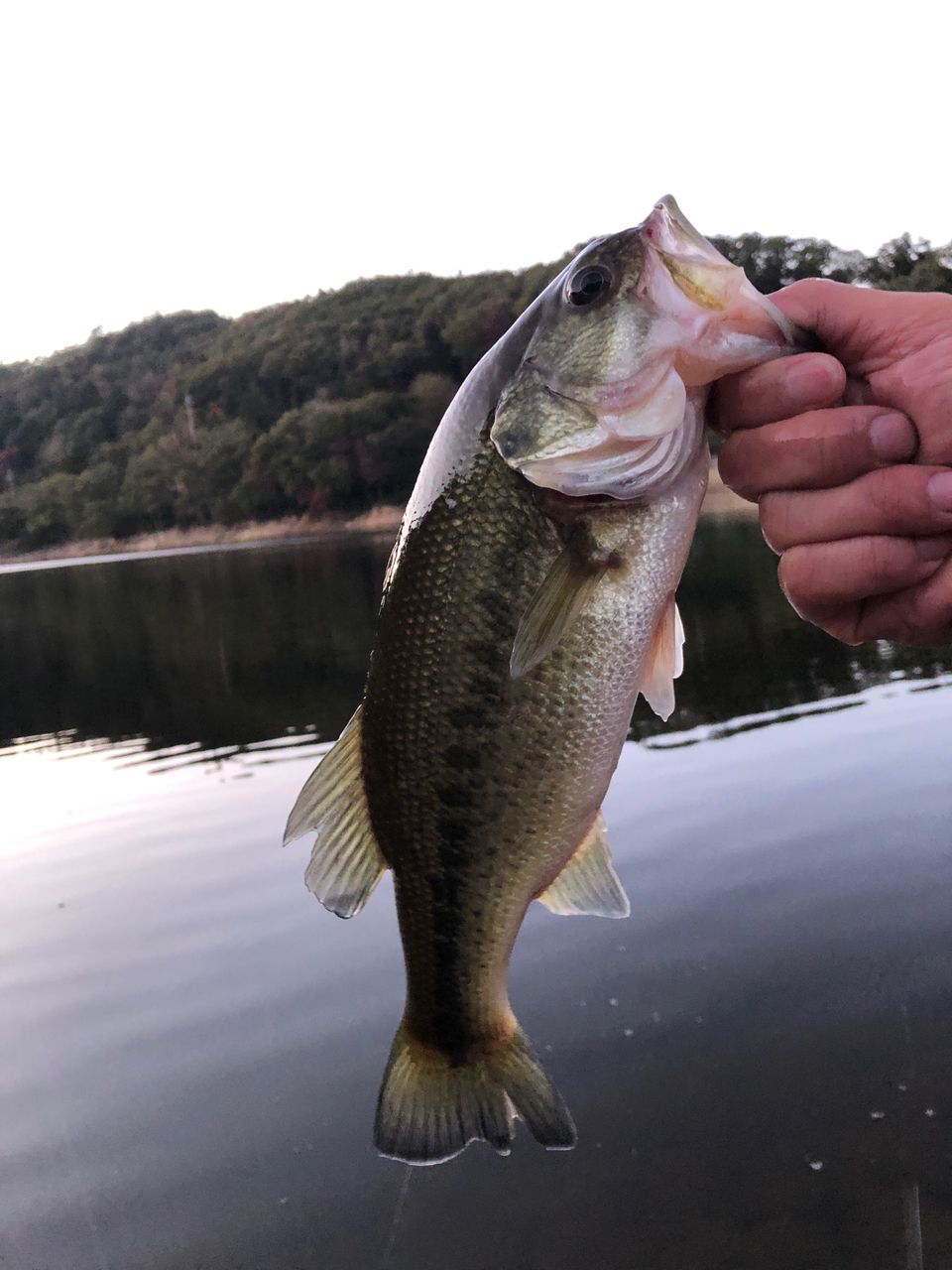 ラージマウスバス