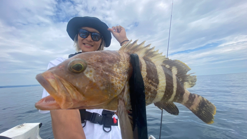 アオハタの釣果