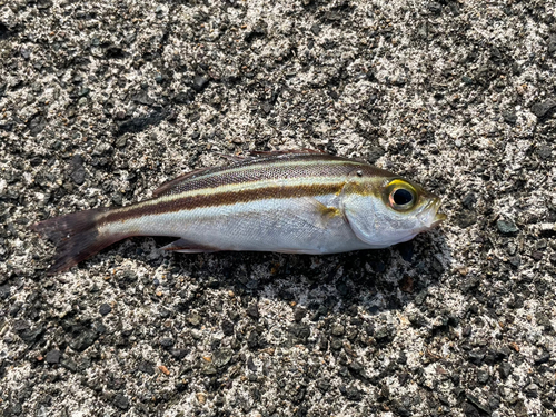 コトヒキの釣果