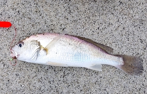 イシモチの釣果