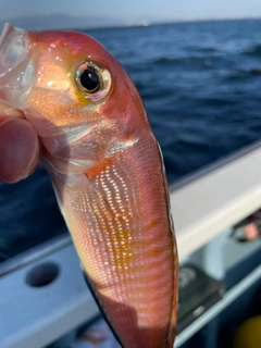 アマダイの釣果