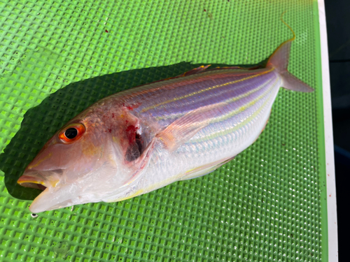 イトヨリダイの釣果