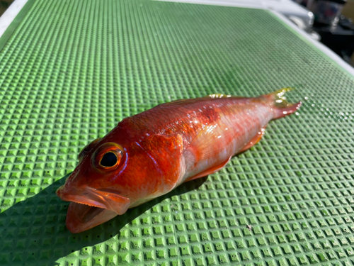 ヒメコダイの釣果