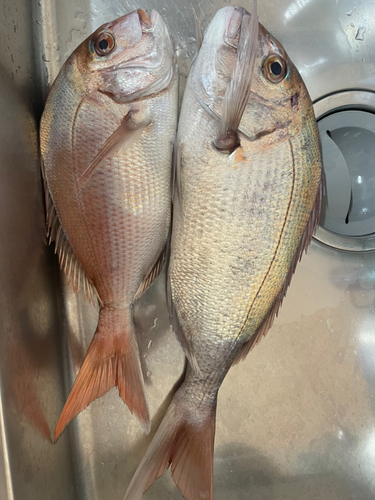 タイの釣果