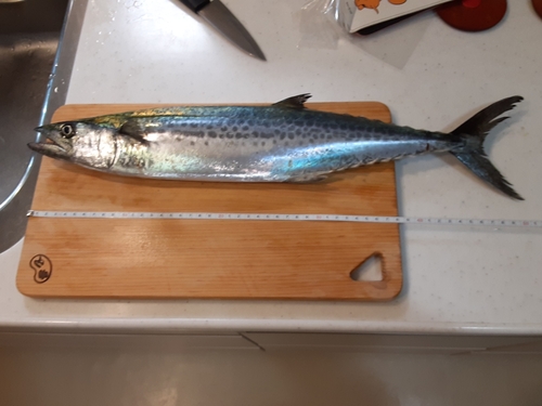 サゴシの釣果