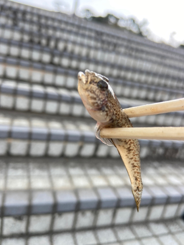 ヒメハゼの釣果