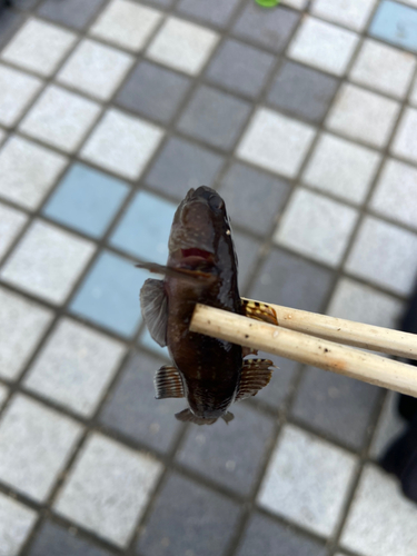 アカオビシマハゼの釣果