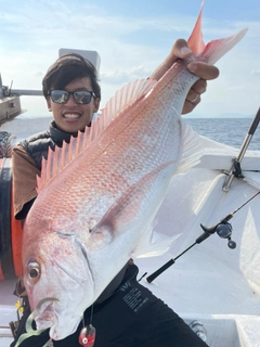 マダイの釣果