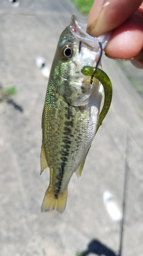 ブラックバスの釣果