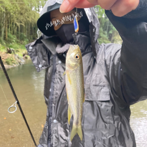 カワムツの釣果