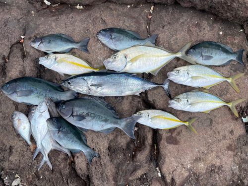 シマアジの釣果