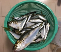 サバの釣果