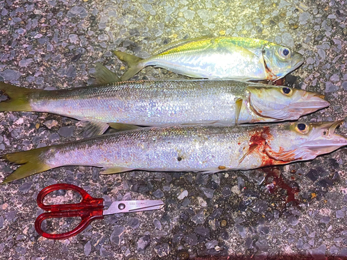 カマスの釣果