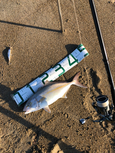 ショゴの釣果