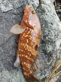 キジハタの釣果