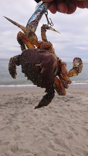 ワタリガニの釣果