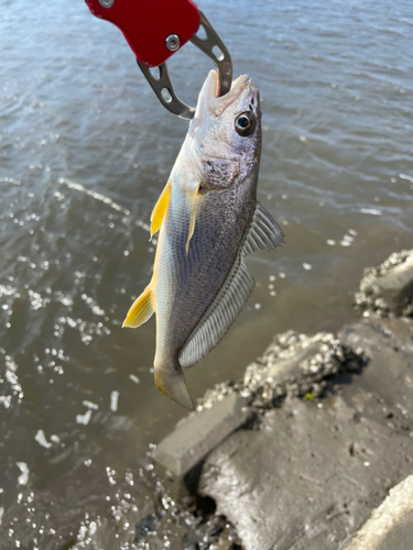 シログチの釣果