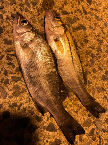 シーバスの釣果