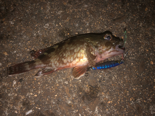 カサゴの釣果