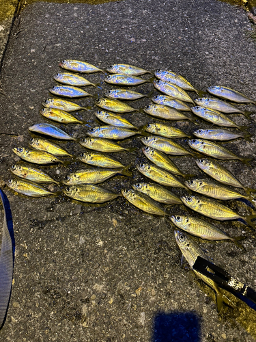 アジの釣果