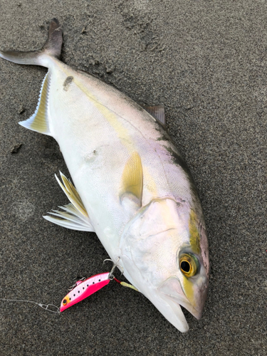 ショゴの釣果