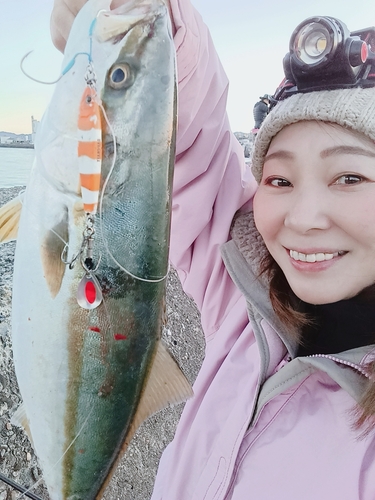 ハマチの釣果