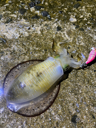 アオリイカの釣果