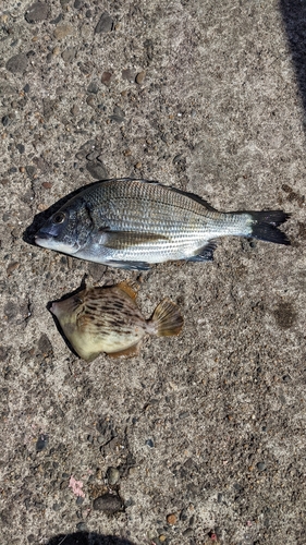 クロダイの釣果