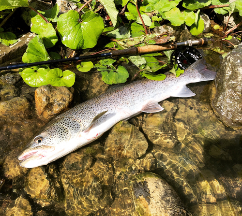 イトウの釣果