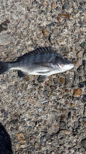 クロダイの釣果