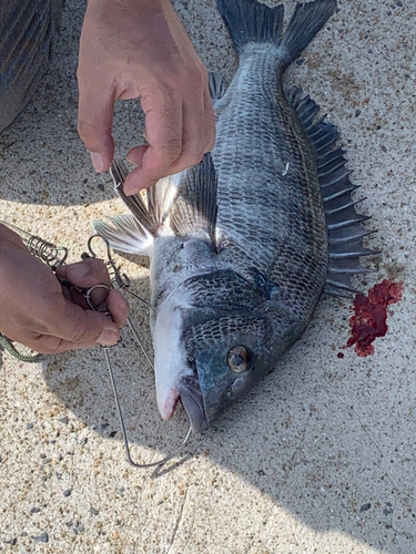 クロダイの釣果