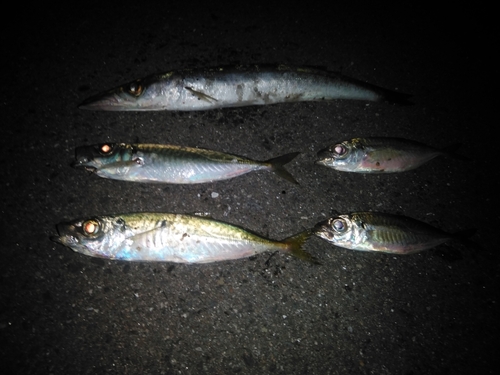 カマスの釣果