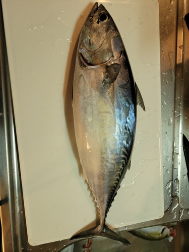 ヒラソウダの釣果