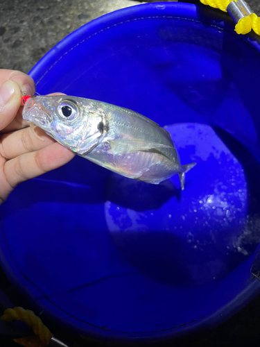 マアジの釣果