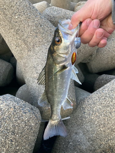 スズキの釣果