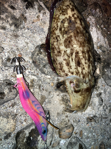 モンゴウイカの釣果