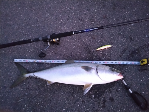 ブリの釣果