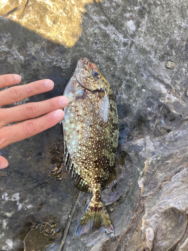 アイゴの釣果