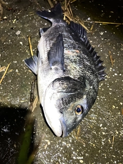 チヌの釣果