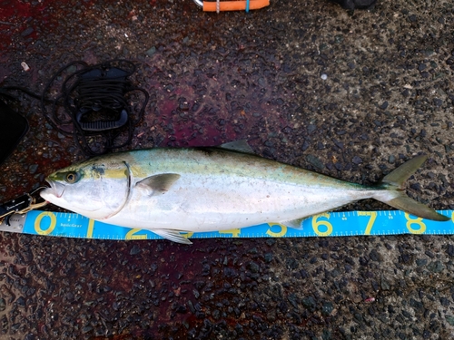 ブリの釣果